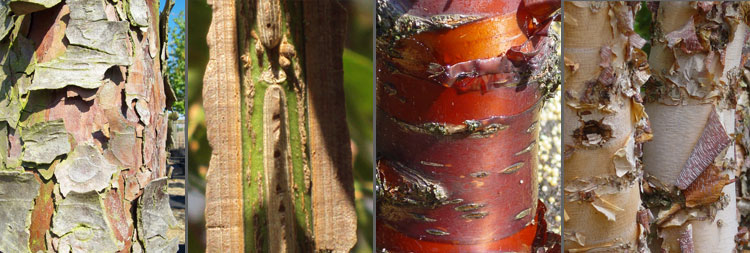 Deepdale Trees Potton - enquiry