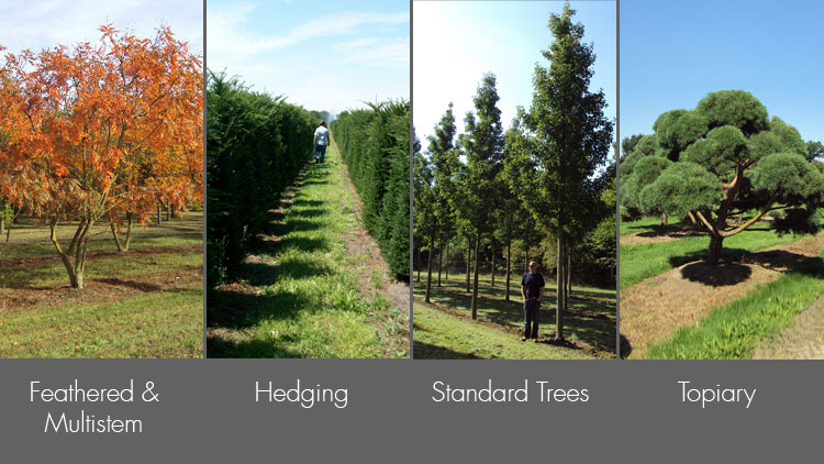 Field Grown Plants