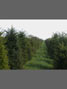 field grown hedgin plants