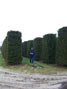 Taxus baccata 3mx1.5mx2.0m