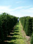 Taxus baccata 1.8-2m