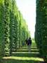 carpinus betulus Hedge 8m