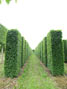 Carpinus betulus 300x120x80
