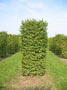 Carpinus betulus 3m 108150