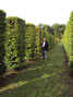 Carpinus 2.5x1x0.6