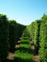 Field grown hedging