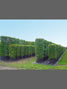 container grown instant hedging