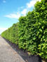 container grown hedging