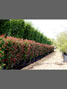 Photinia Red Robin Hedge