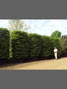 airpot container grown hedging