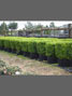 carpinus betulus hedging