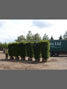 buxus sempervirens