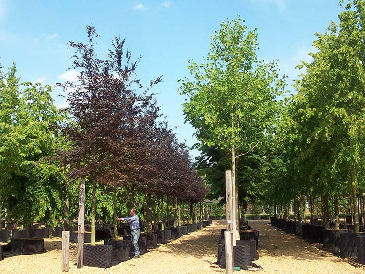 Deepdale Trees, Potton - Tree Nursery