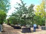 Container grown Feathered / Multistems