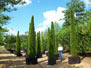 Container grown Topiary