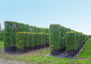 Container grown instant hedging