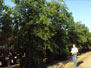 Tree of the Month
