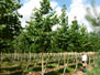 Field Grown semi-mature trees
