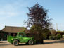 Fagus Altro