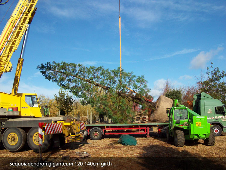 Deepdale Trees, Potton - Tree Nursery