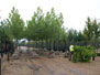 Tilia Greenspire