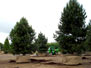 Tilia Greenspire