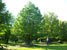 Semi Mature Tilia europ. Pallida H.10-12m