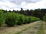 Prunus laurocerasus