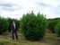 Prunus laurocerasus