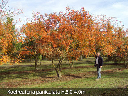 Field grown trees - feathered and multi-stem