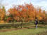 Koelreuteria paniculata