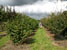 Field Trees