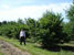 Corylus avellana