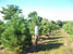 Field grown trees