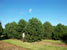 field grown trees