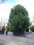 Pinus nigra Austriaca H. 6-7m, Semi-mature tree 