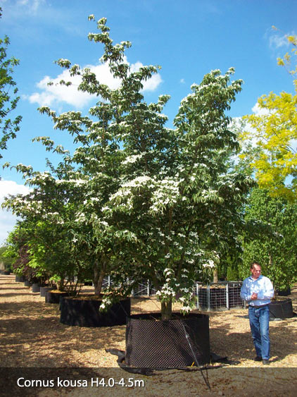 Container grown Pinus nigra Austriaca - semi mature tree 