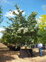 Cornus kousa 