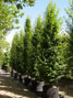 Carpinus betulus Fastigiata 