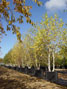 Betulapendula in autumn