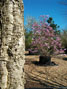Magnolia Susan 