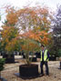 Koelreuteria panicluata  in autumn