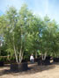 Betula pendula