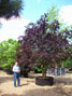 Prunus cerasifera Nigra
