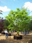Catalpa bignonioides