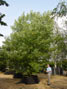 Catalpa bignonioides semi-mature tree