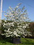 container grown tree