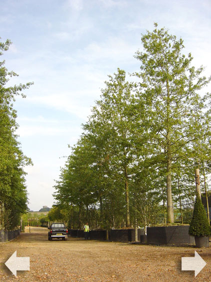 Airpot gown Pinus nigra Austriaca 