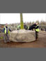 Mature tree ready for transport