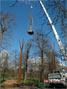 craning into position at Kew